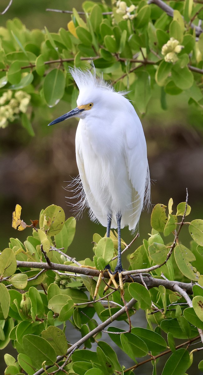 ユキコサギ - ML647003297