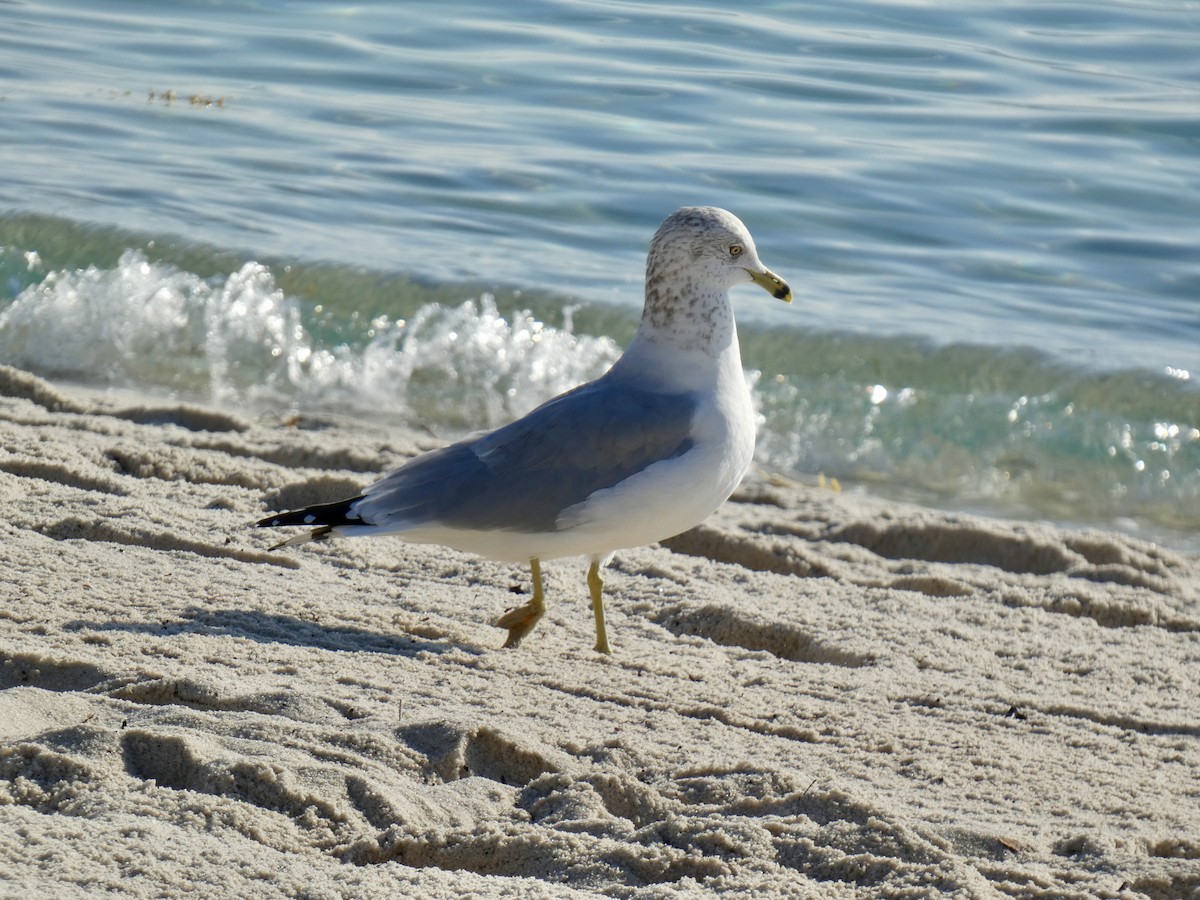 Ring-billed Gull - ML647003298