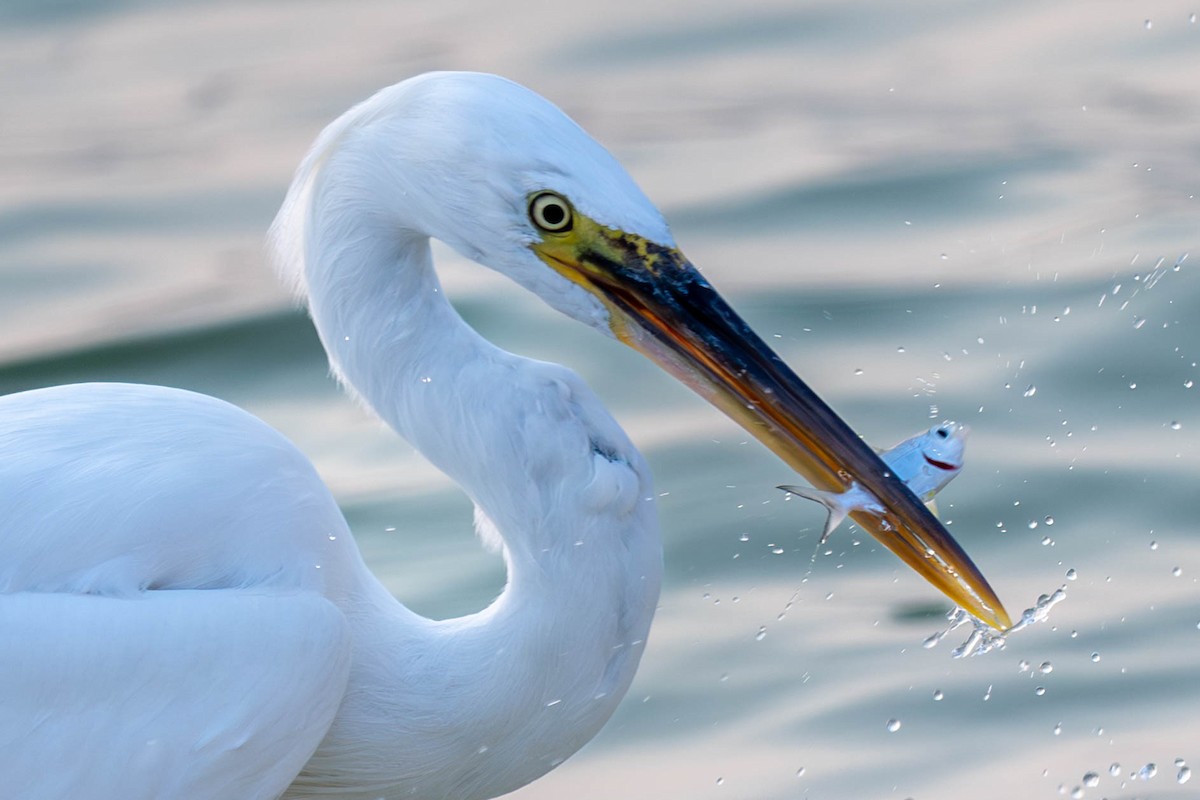 Western Reef-Heron - ML647003300