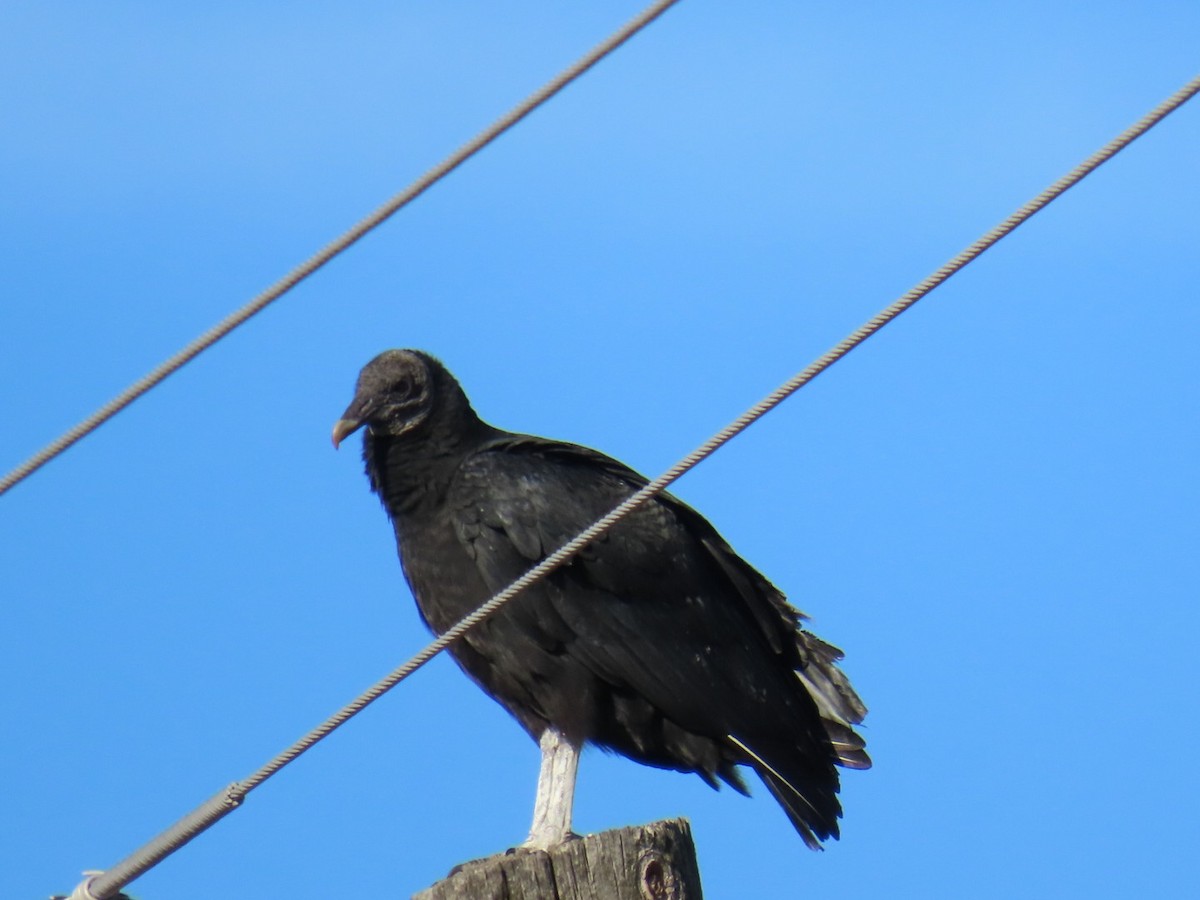 Чёрная катарта - ML647003301