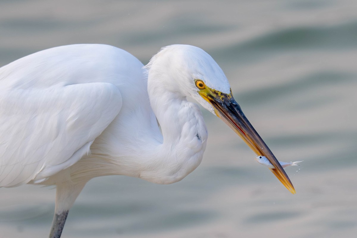 Western Reef-Heron - ML647003304