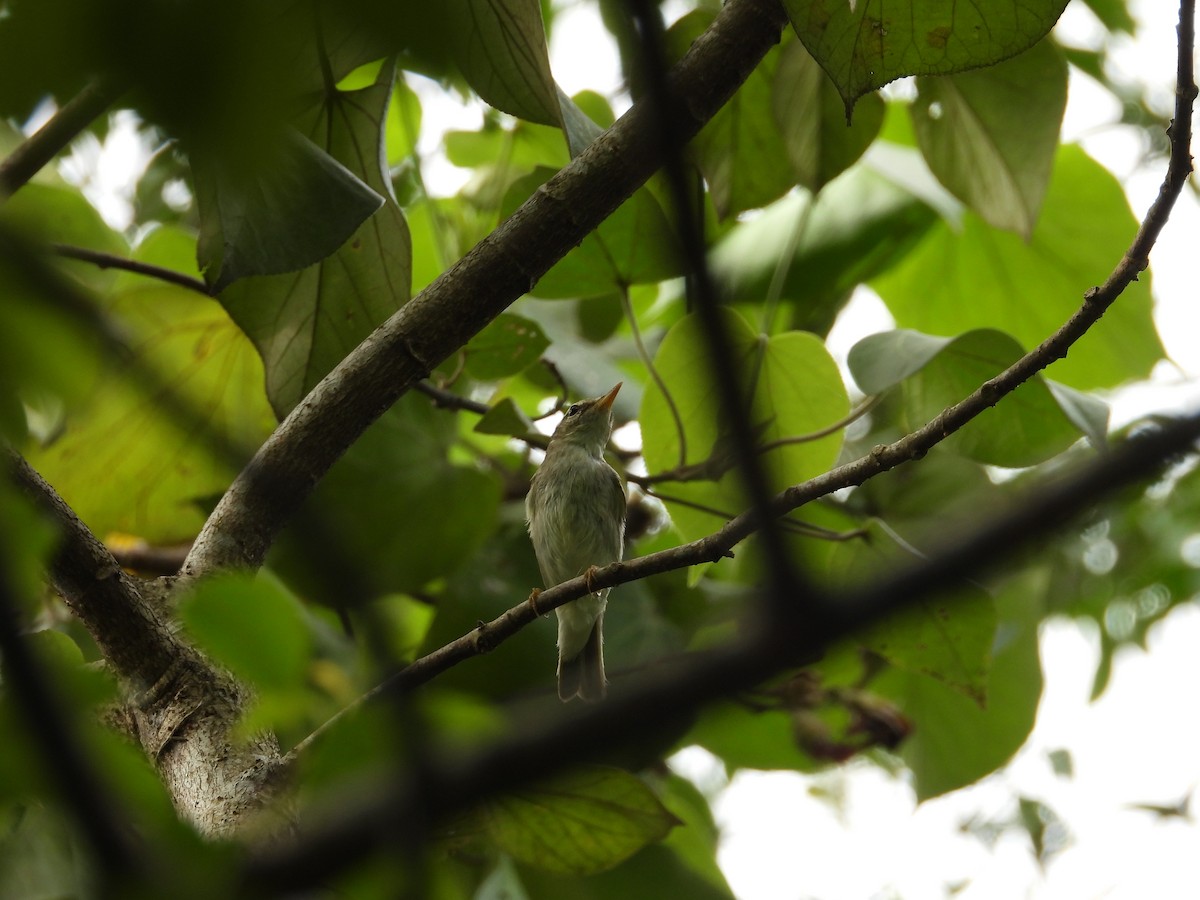 Arctic Warbler - ML647003305