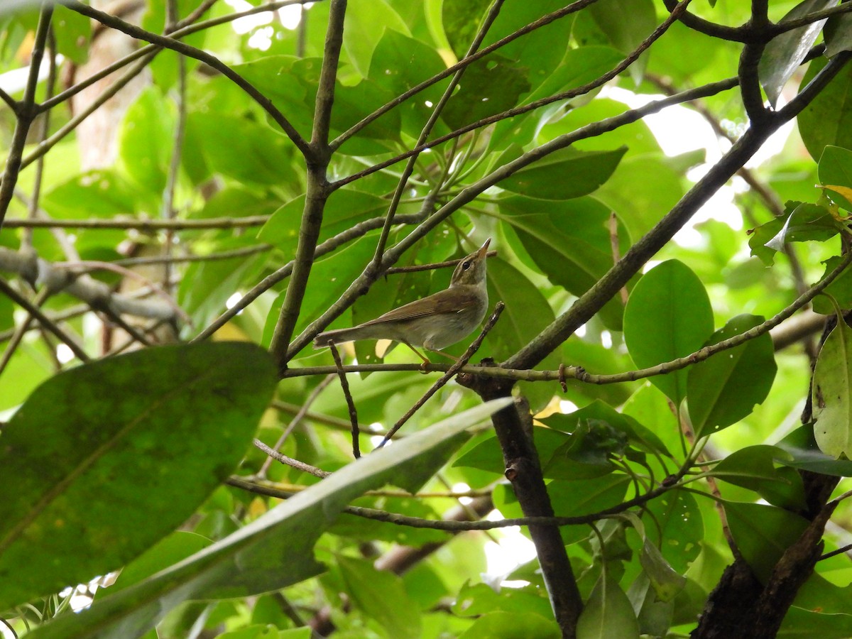 Arctic Warbler - ML647003306