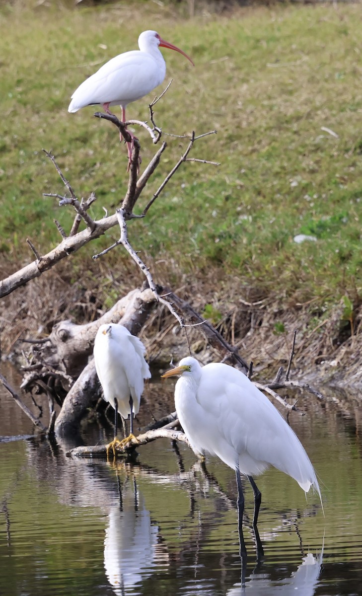 ダイサギ - ML647003307