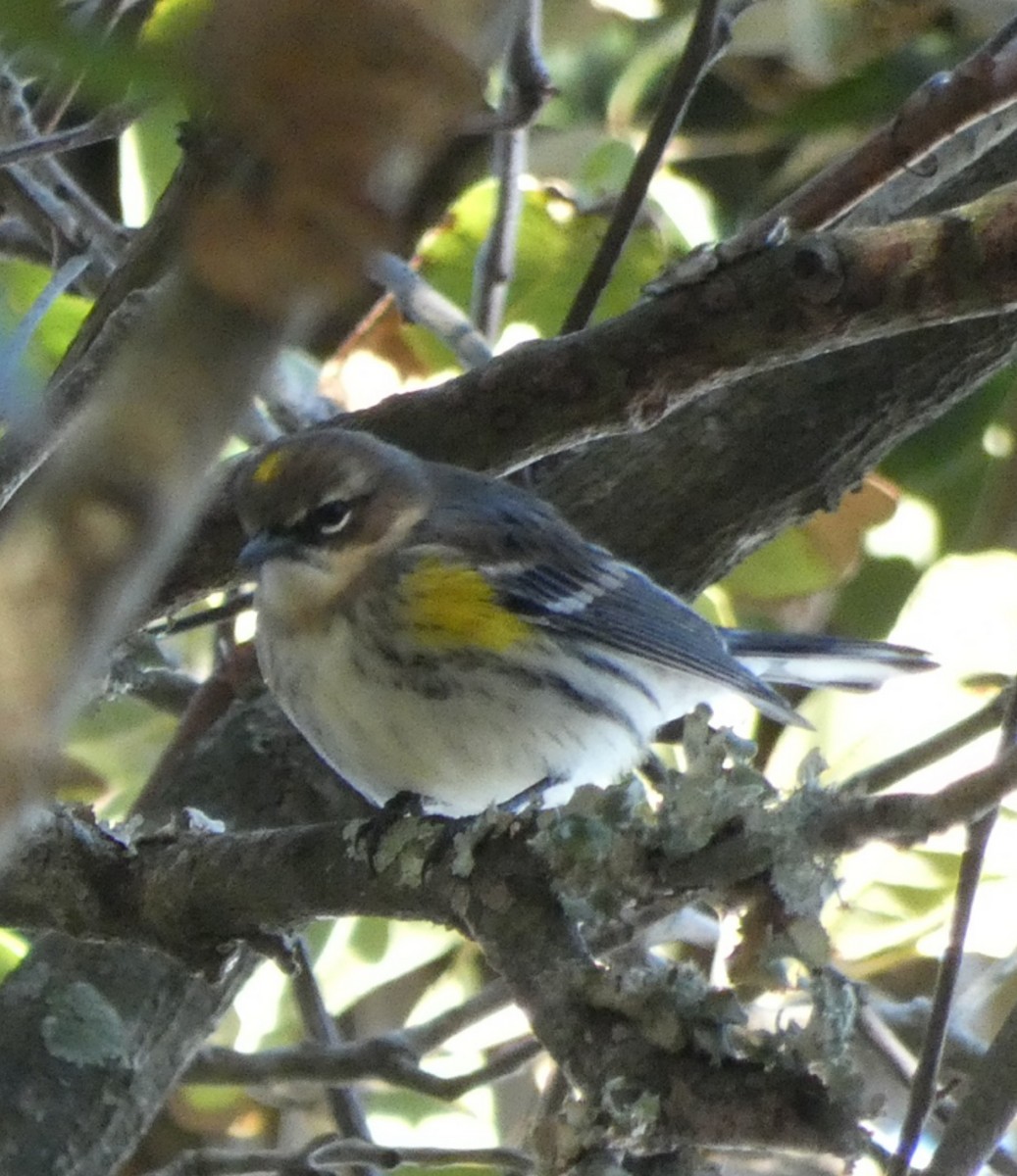 Yellow-rumped Warbler - ML647003308