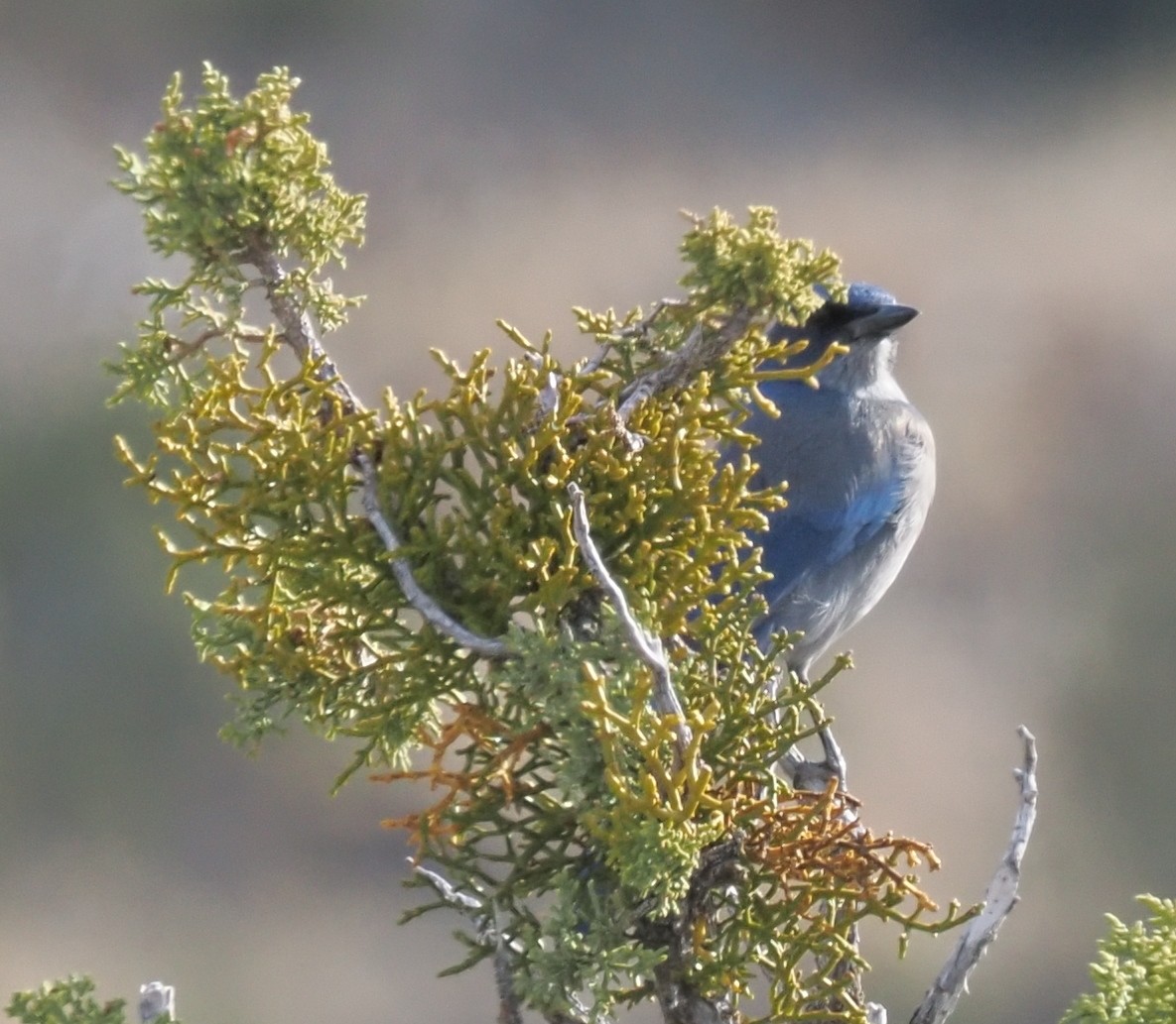 Geai de Woodhouse - ML647003309