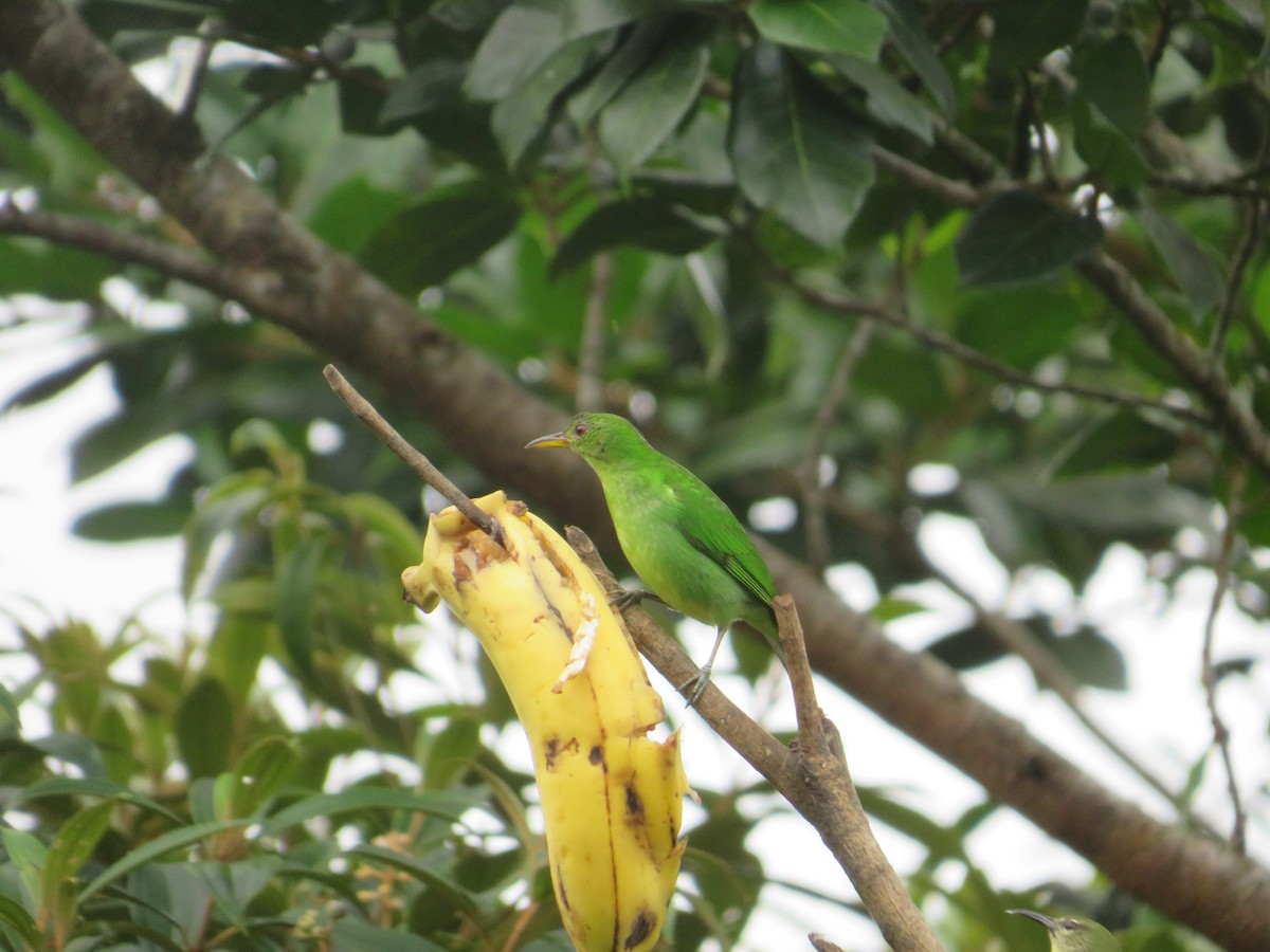 Mielerito Verde - ML647003314