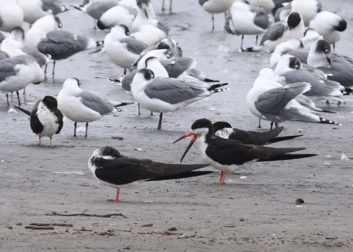 Black Skimmer - ML647003318