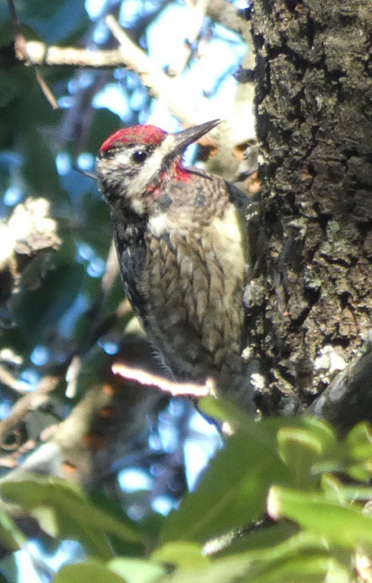 Yellow-bellied Sapsucker - ML647003319