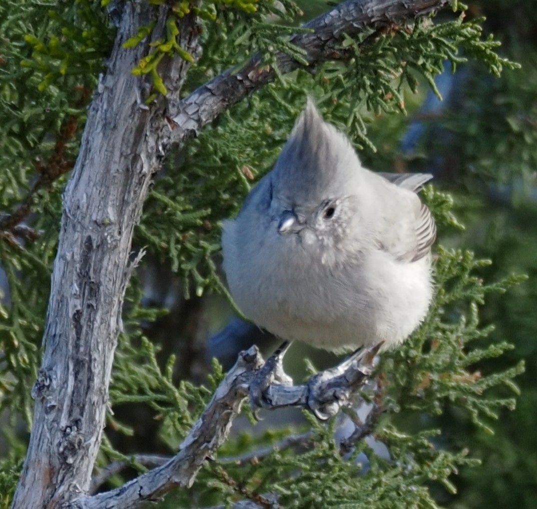 Juniper Titmouse - ML647003321