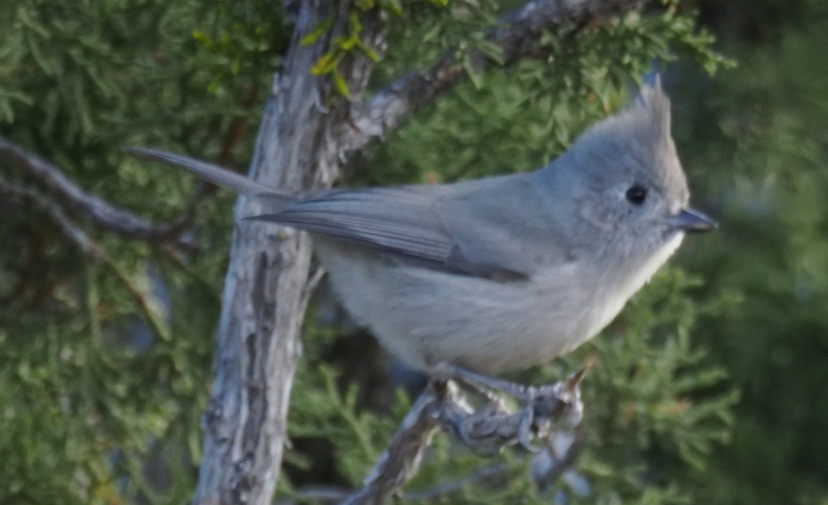 Juniper Titmouse - ML647003322