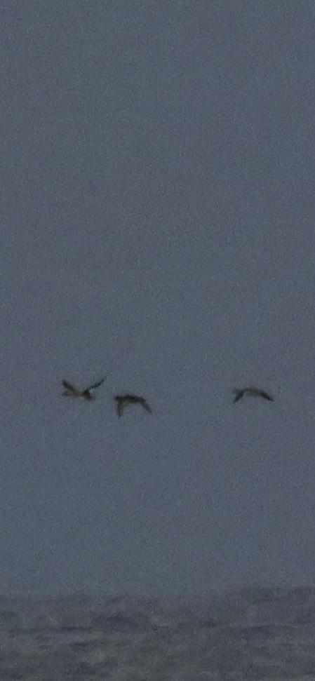 ウミアイサ - ML647003323