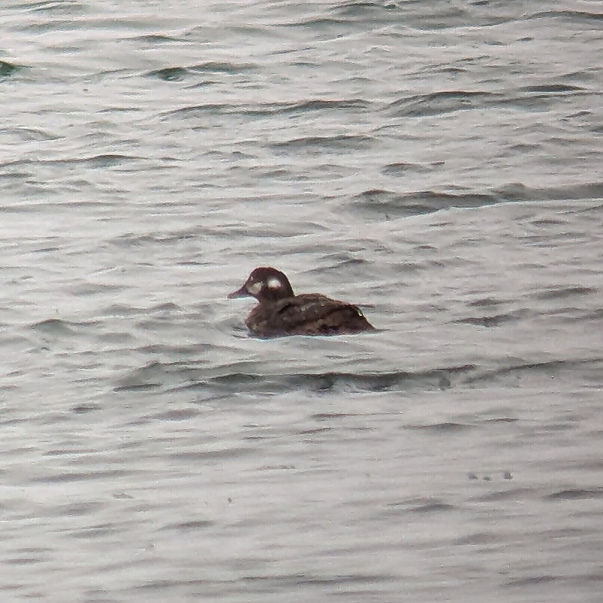 Harlequin Duck - ML647003331