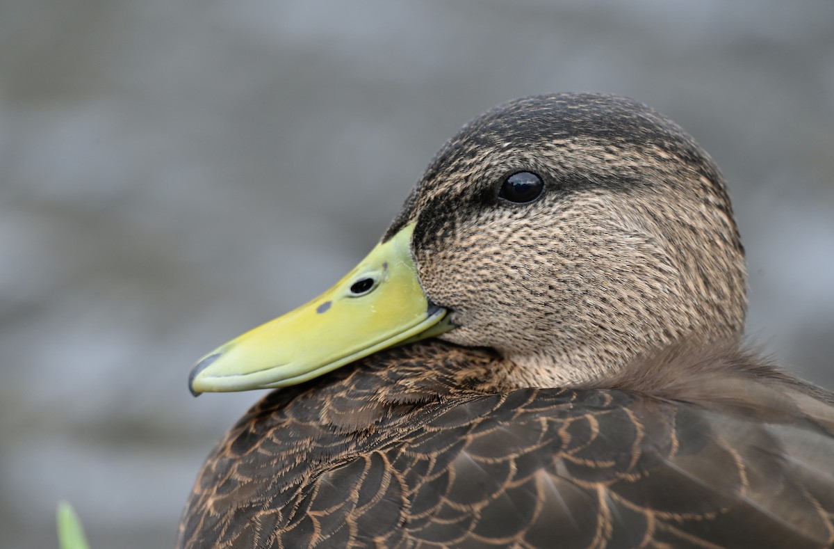 American Black Duck - ML647003333