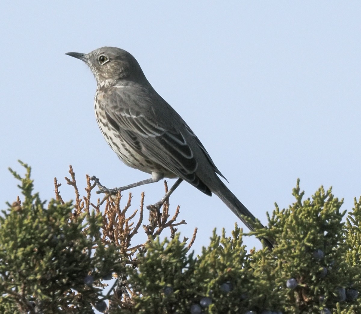 Sage Thrasher - ML647003334