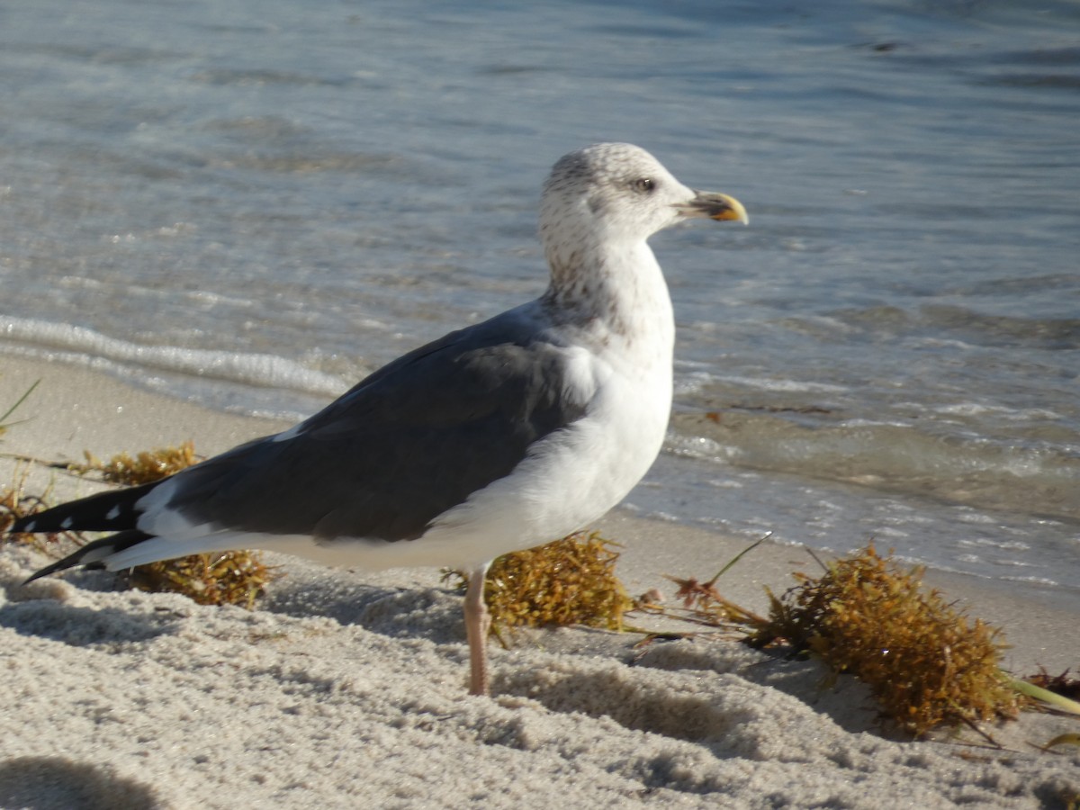 Lesser Black-backed Gull - ML647003335