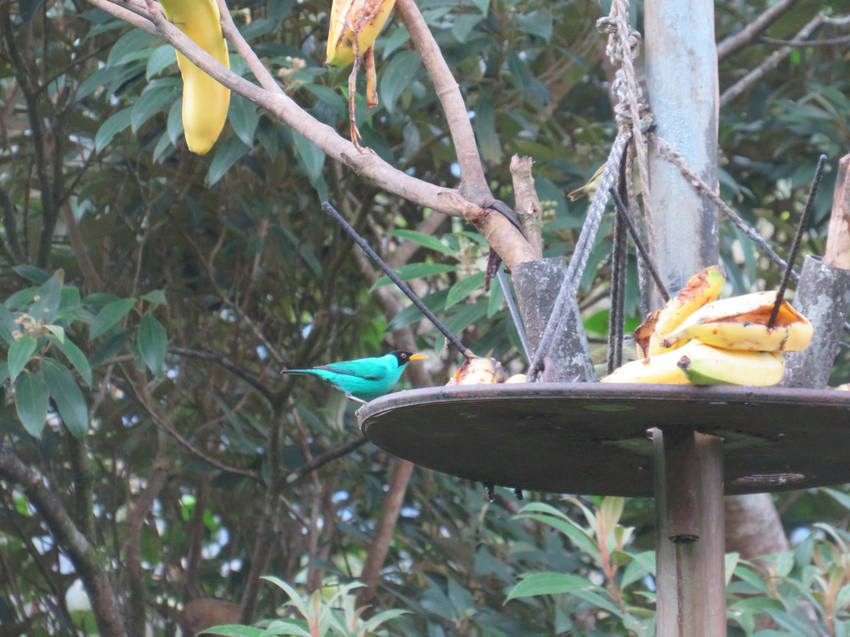 Mielerito Verde - ML647003338