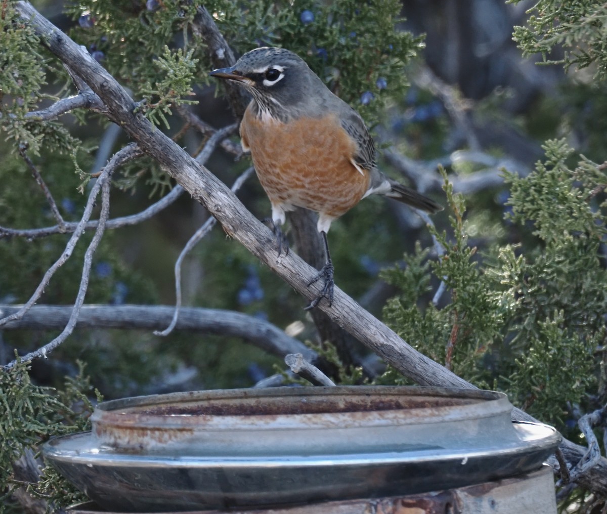 American Robin - ML647003340