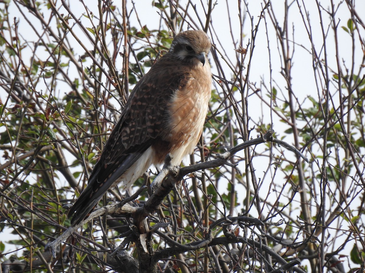 Brown Falcon - ML647003341