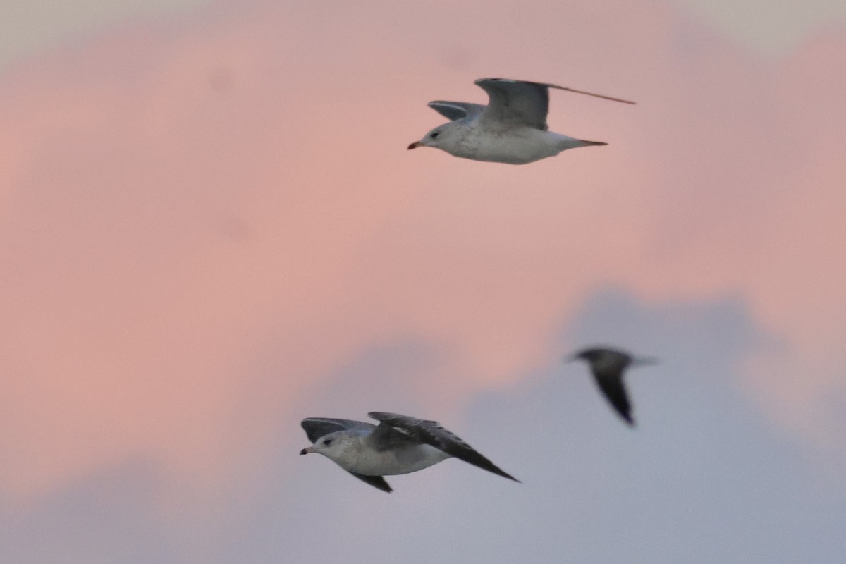 クロワカモメ - ML647003344