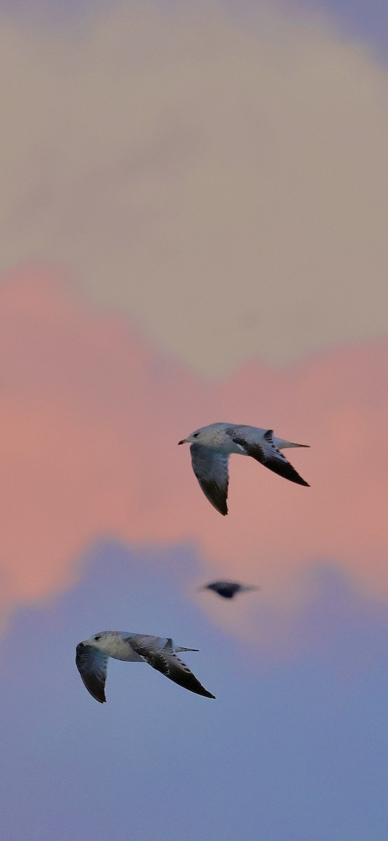 クロワカモメ - ML647003345