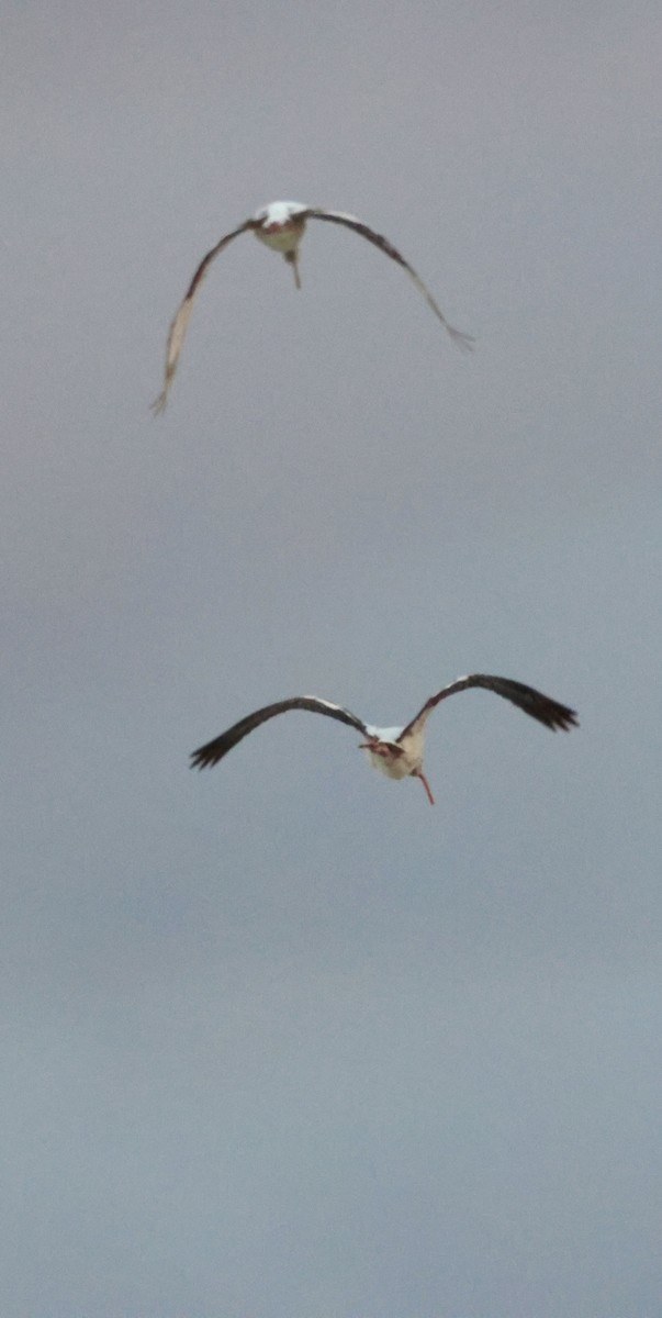 シロトキ - ML647003346