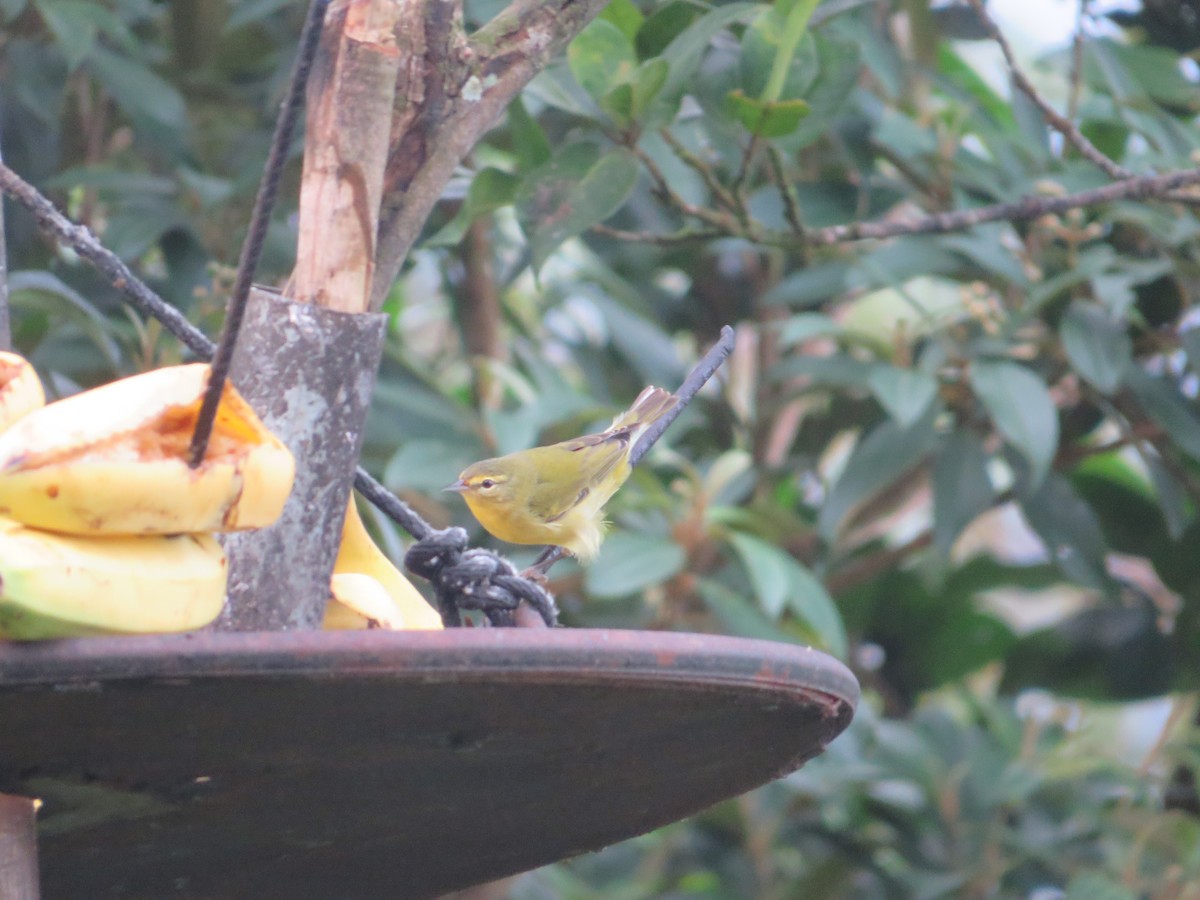 Reinita de Tennessee - ML647003351