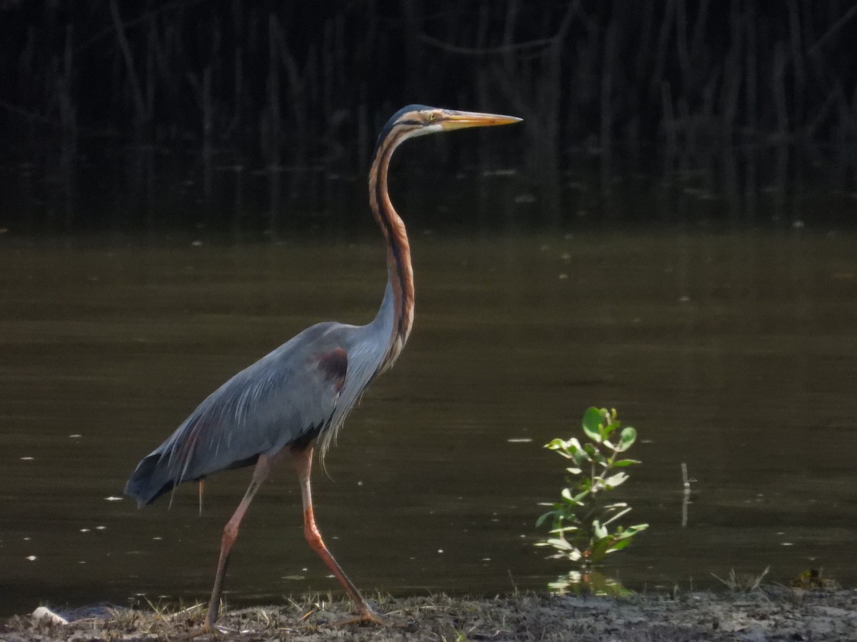 Purple Heron - ML647003352