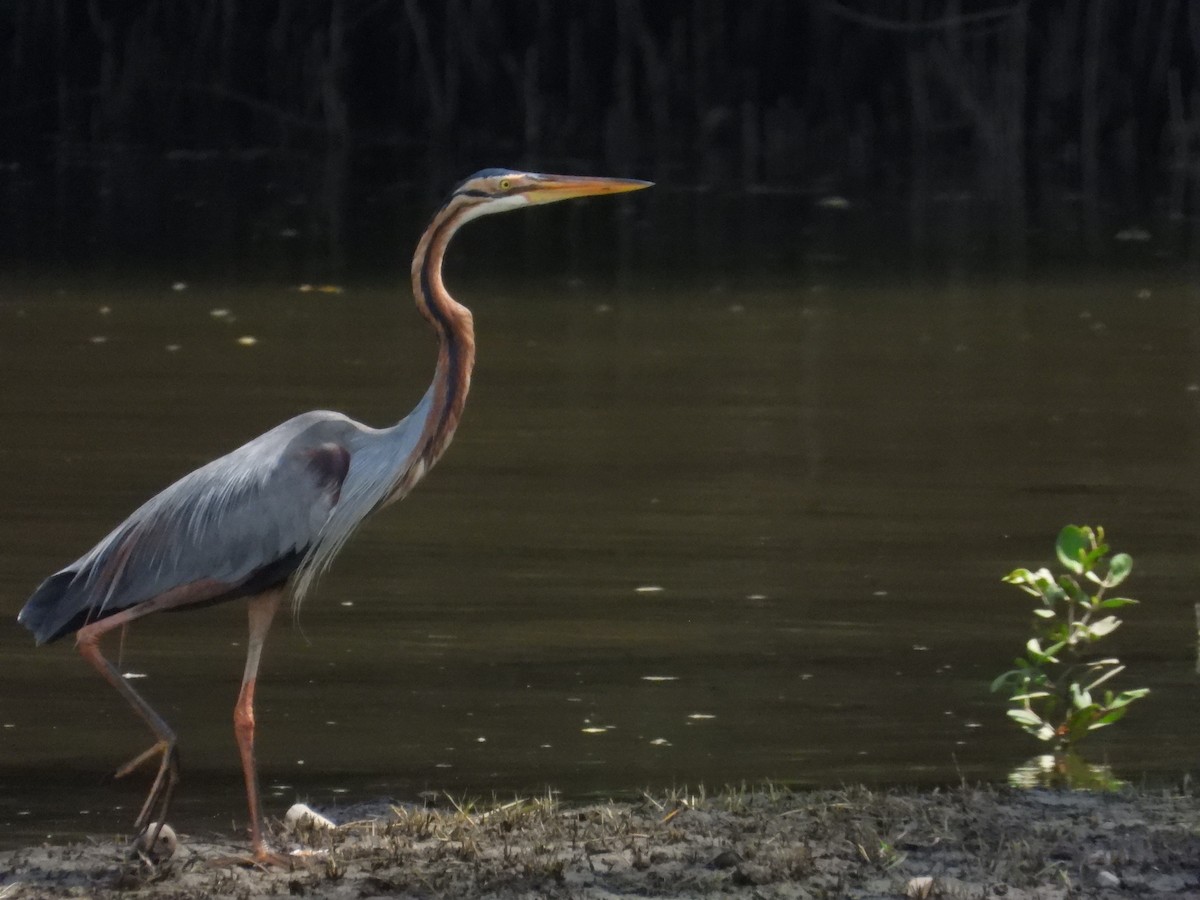 Purple Heron - ML647003353