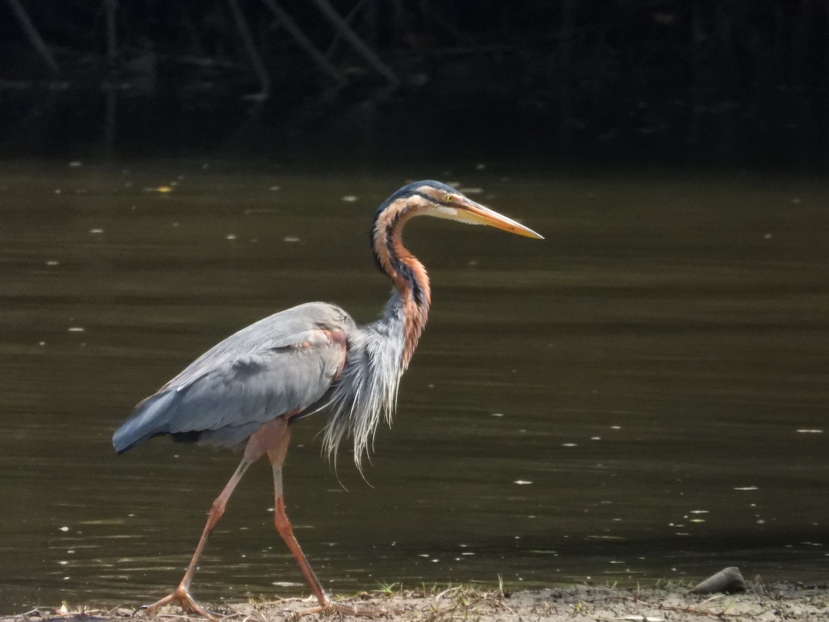 Purple Heron - ML647003354