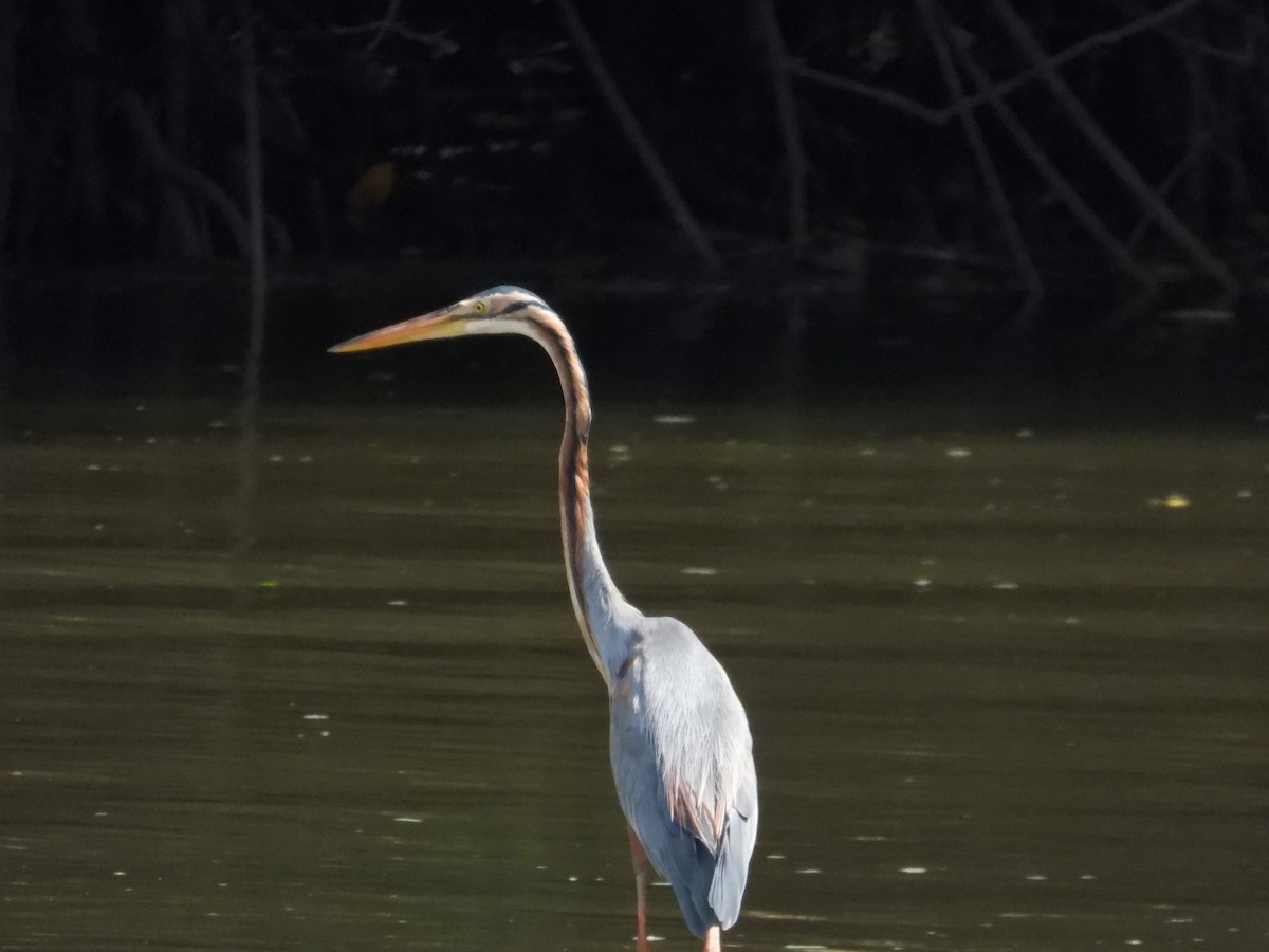 Purple Heron - ML647003355