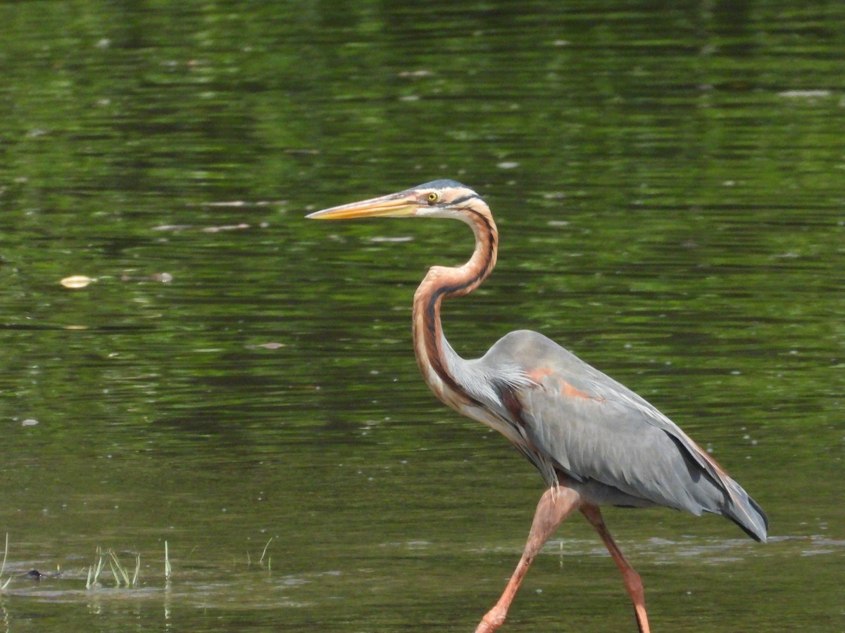 Purple Heron - ML647003356