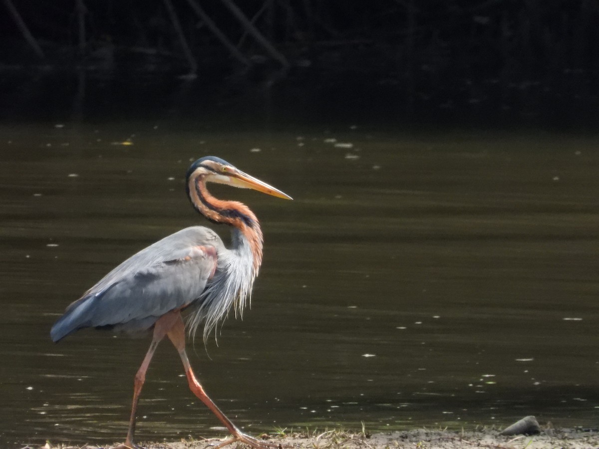 Purple Heron - ML647003357