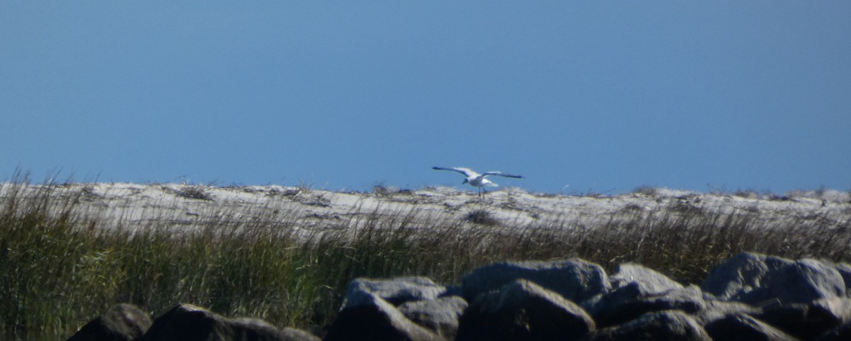 tern sp. - ML647003358