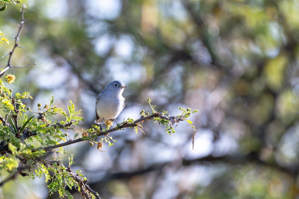 Blue-gray Gnatcatcher - ML647003360