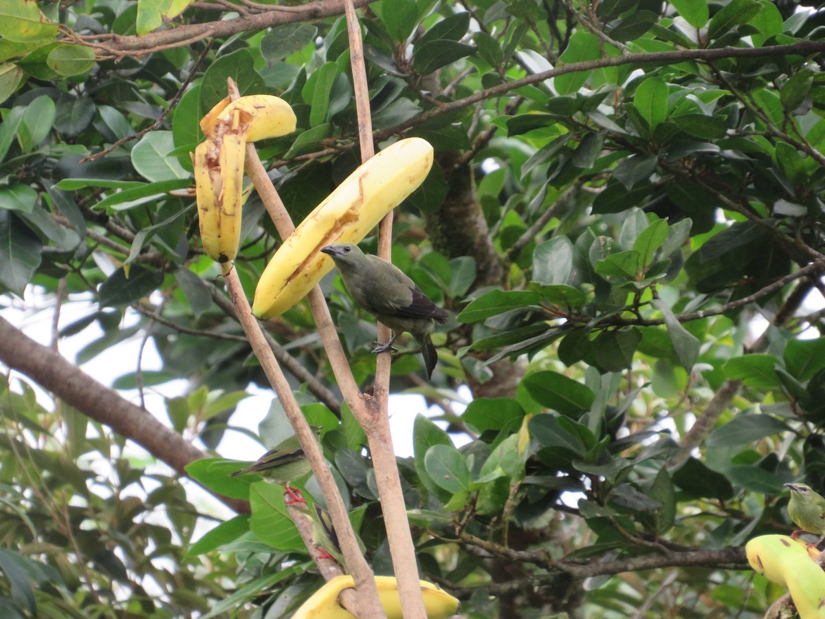 Tangara Palmera - ML647003365