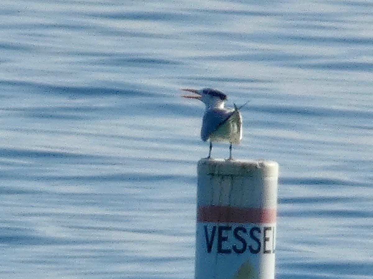 Royal Tern - ML647003372