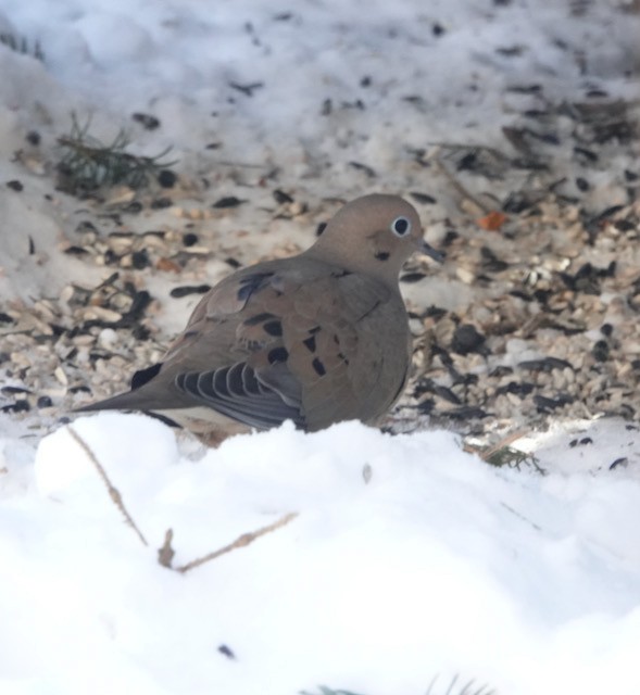 Carolinataube - ML647003373