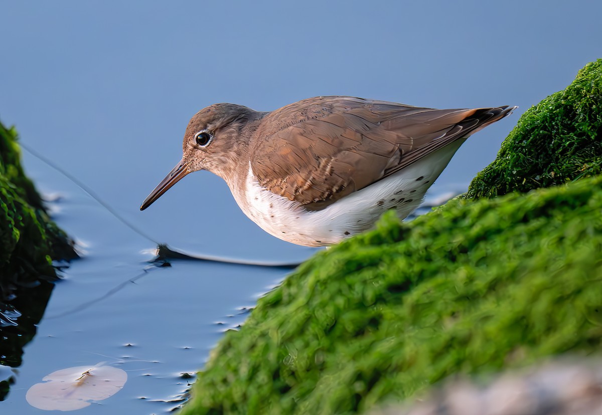 アメリカイソシギ - ML647003374