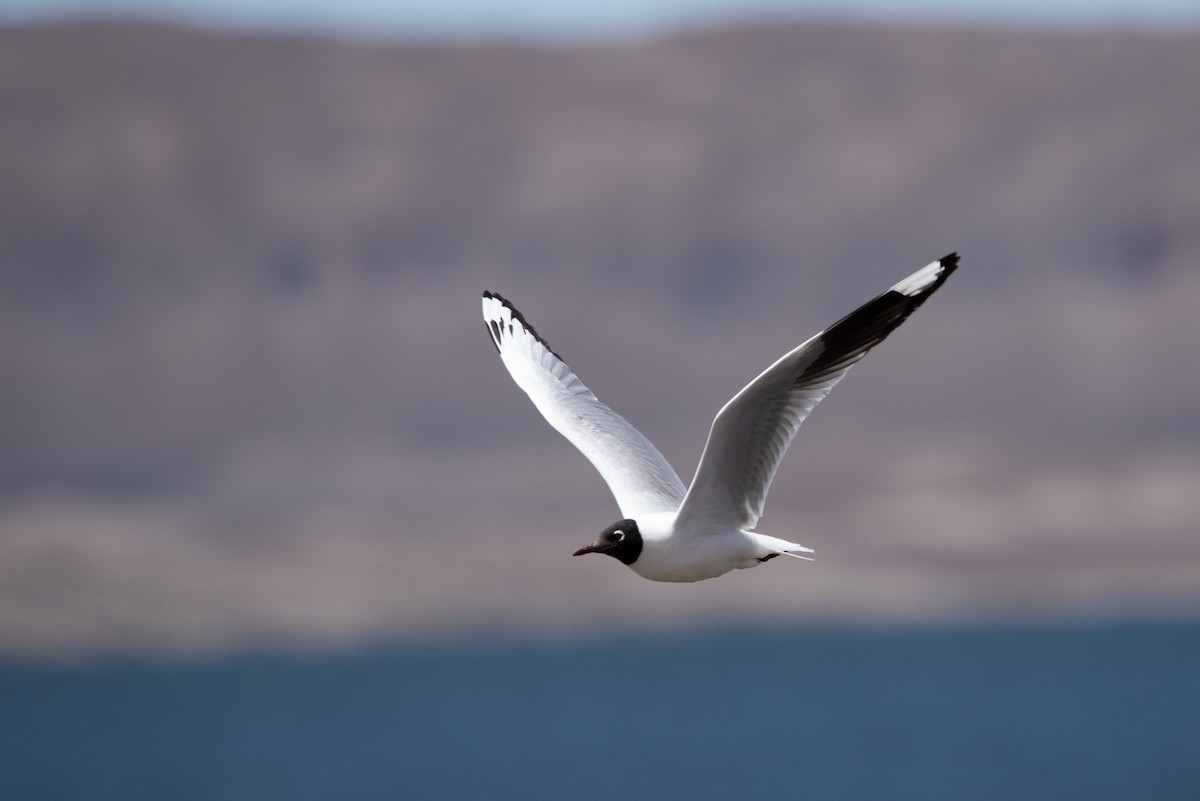 And Martısı - ML647003377