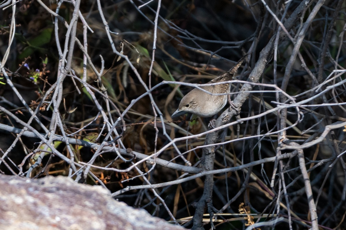 Northern House Wren - ML647003381