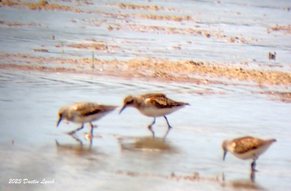 חופית מערבית - ML647003384