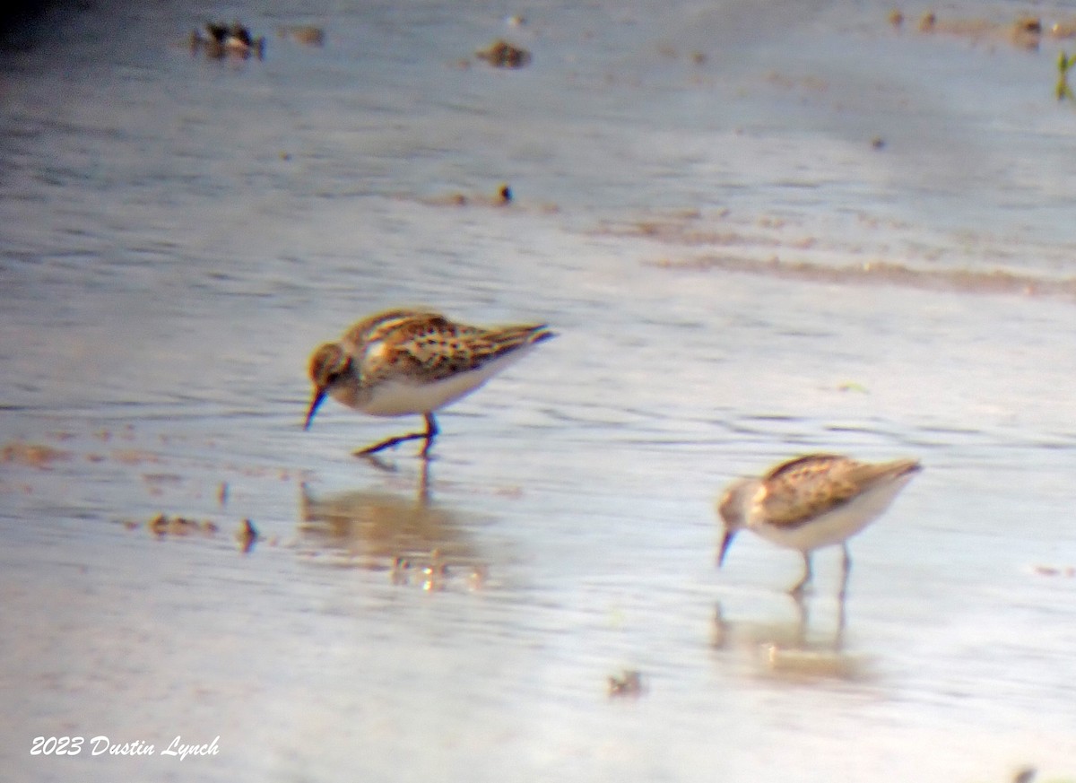 חופית מערבית - ML647003385