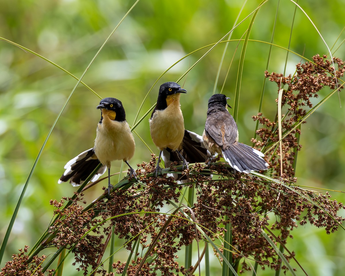 Black-capped Donacobius - ML647003386