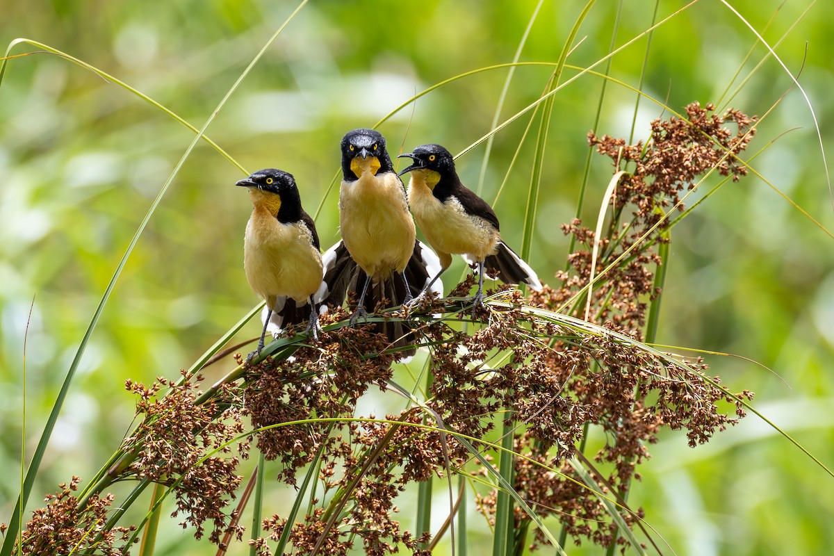 Black-capped Donacobius - ML647003387
