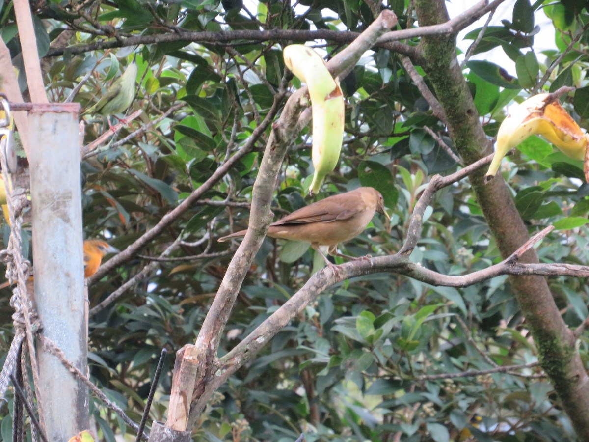 Zorzal Pardo - ML647003391