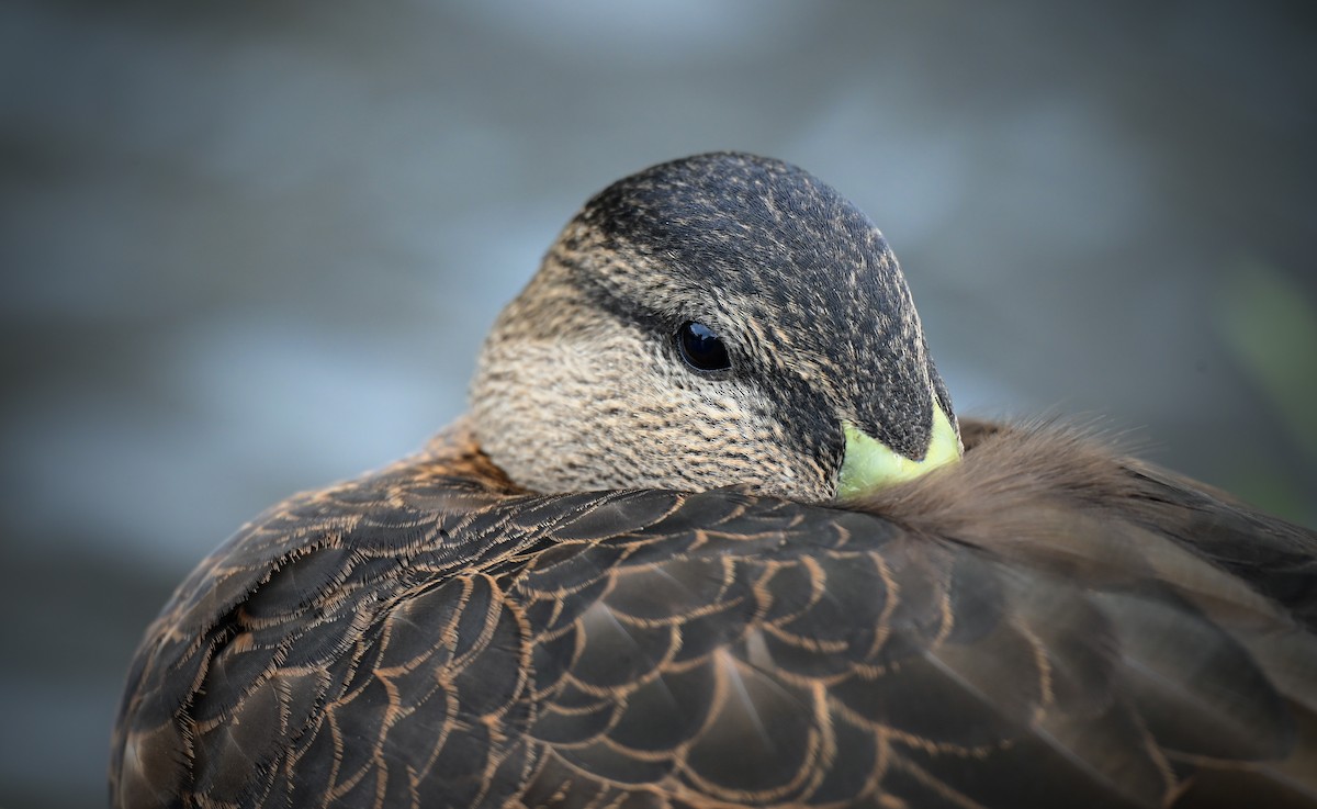 American Black Duck - ML647003397