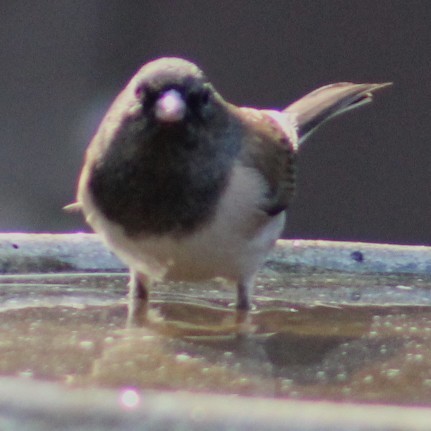 Dark-eyed Junco - ML647003399