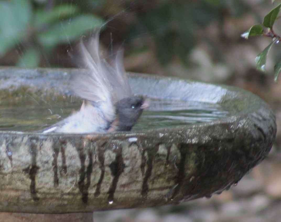 Dark-eyed Junco - ML647003400