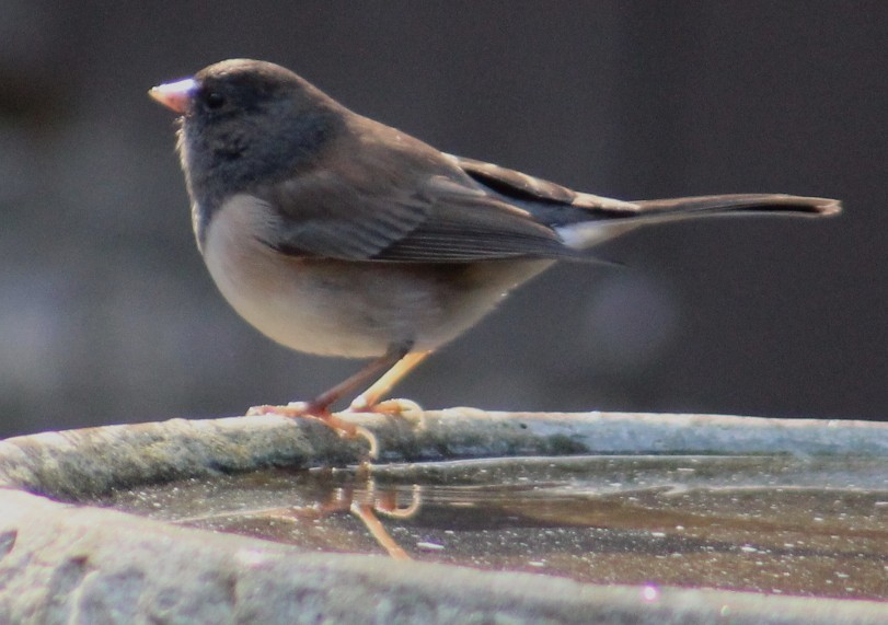 Dark-eyed Junco - ML647003401